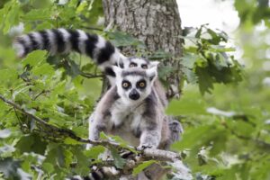 Parc animalier d'Auvergne - Ardes-sur-Couze