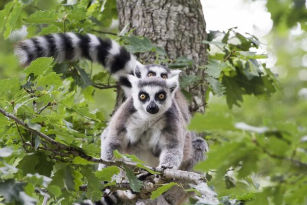Parc animalier d'Auvergne - Ardes-sur-Couze